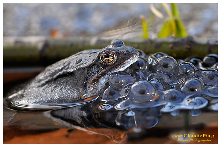 foto, rana temporaria, common frog, mating, eggs, deposizione, val d'aveto